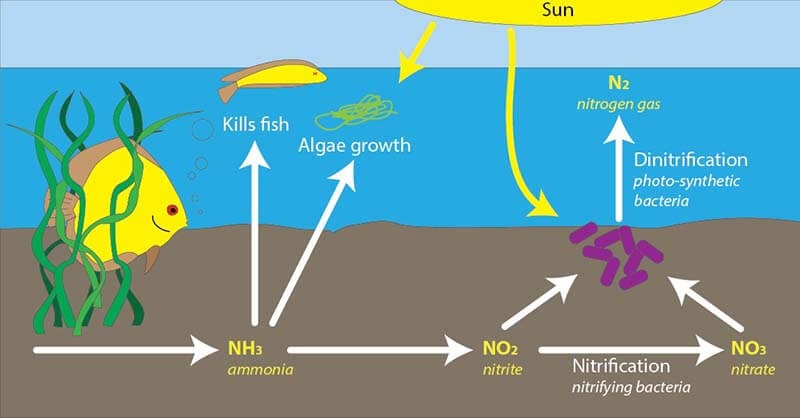 Ảnh hưởng của nước thải chứa amoni